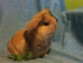 Papa Lapin Mini-Bélier